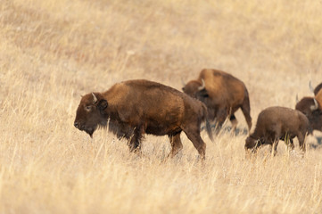American bison on pasture