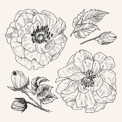 Wild roses blossom branch isolated on white. Vintage botanical hand drawn illustration. Spring flowers of garden rose, dog rose. Vector design