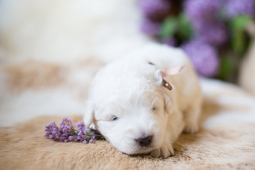 Close up portrait of sweet white fluffy pup with beige ribbon. Portrait of one week old lovely maremma puppy sleeping on lilac flower background on the cows fur.