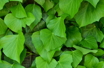Fototapeta na wymiar Natural texture of green leaf. Background, wallpaper
