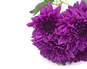 beautiful purple chrysanthemum flowers at the market in Thailand, with copy space