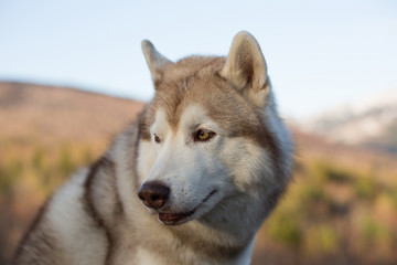 Obraz premium Profile close-up of beautiful beige and white Siberian Husky dog sitting in the forest at sunset on mountains background.