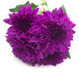 beautiful purple chrysanthemum flowers at the market in Thailand, with copy space
