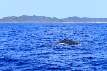 Naklejka premium 慶良間のザトウクジラ