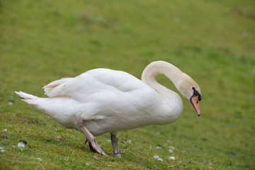 Höckerschwan zu Fuß