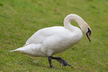 Höckerschwan zu Fuß