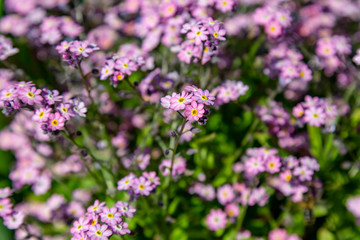 Delicate pink spring flowers, with a shallow depth of field