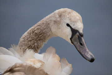 Junger Höckerschwan