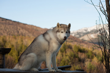 Portrait of gorgeous beige and white Siberian Husky dog sitting in the forest on the bench at sunset on mountains background.