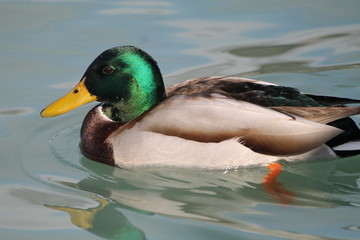 Obraz premium Bright