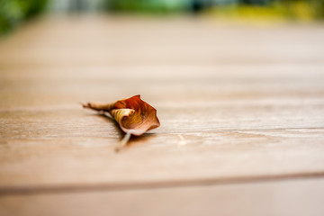 close up lonely and alone dried leaf on the wooden floor