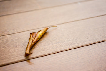 close up lonely and alone dried leaf on the wooden floor