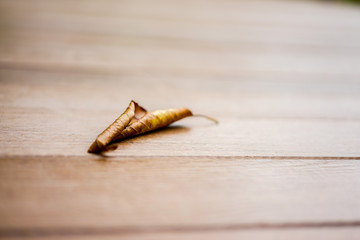 close up lonely and alone dried leaf on the wooden floor