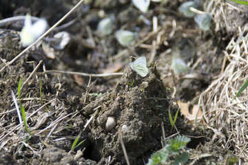  butterflies on the ground, laying eggs