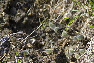 small butterflies on the ground, with closed wings