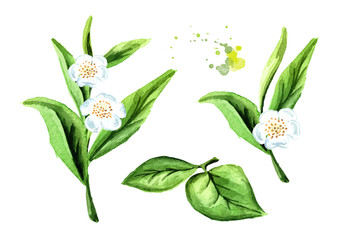 Obraz premium Green tea leaves with flowers set. Watercolor hand drawn illustration, isolated on white background