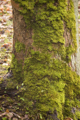 trunk with moss, in autumn