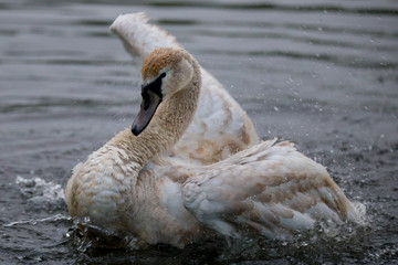 Junger Schwan am baden