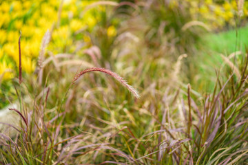 close up grass flower with blur background.