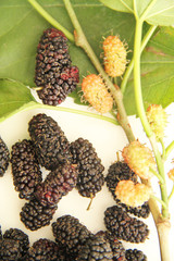 Blackberry, fruit, São Paulo, Brazil