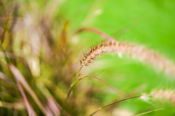 Fototapeta na wymiar close up grass flower with blur background.