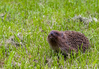 Hedgehog in the grass on a sloping lawn sniffs. Selective focus.