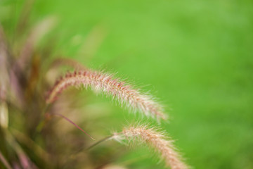 close up grass flower with blur background.