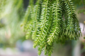 tree and green leaf with blur background.