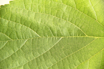 Leaf, blackberry,  São Paulo, Brazil