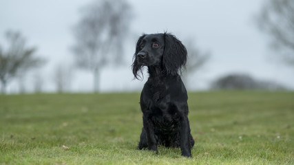 Black Cocker Spaniel gun dog 