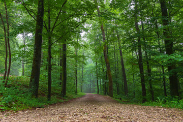 Weg im grünen Wald