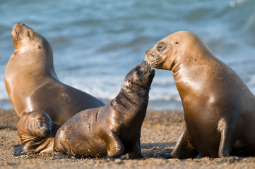 Mother and baby sea lion, Patagonia