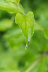 Wassertropfen auf grünem Blatt - Fallende Regentropfen auf Pflanze