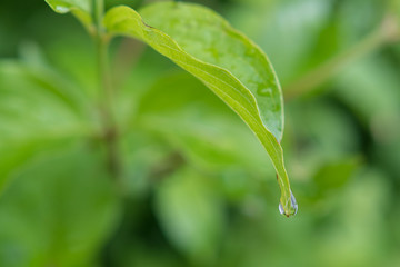 Wassertropfen auf grünem Blatt - Fallende Regentropfen auf Pflanze
