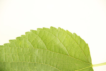 Obraz premium Leaf, blackberry, São Paulo, Brazil