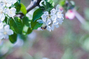 Twigs with green leaves and white flowers of cherry bee. Blossom of cherry