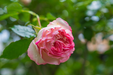 Pinke Rose mit Wassertropfen - Valentinstag