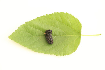 Leaf, blackberry, fruit, São Paulo, Brazil