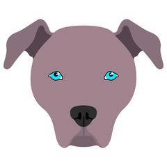 American pit bull terrier avatar
