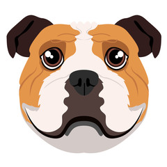 Isolated bulldog avatar