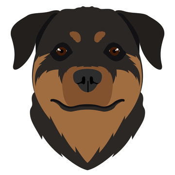 Isolated rottweiler avatar