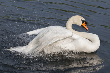 Badender Höckerschwan