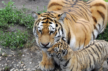 Sibirischer Tiger, Amurtiger (Panthera tigris altaica), Tigerin mit Jungen, Captive, Deutschland, Europa