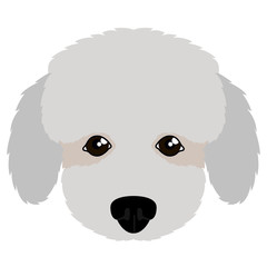 Isolated poodle avatar