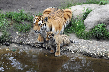 Fototapeta na wymiar Sibirischer Tiger, Amurtiger (Panthera tigris altaica), Tigerin mit Jungen, Captive, Deutschland, Europa