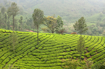 Tea plantations in Kerala, South India