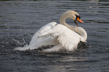 Badender Höckerschwan