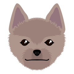 Norwich terrier avatar