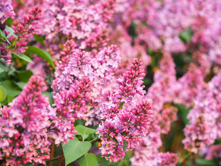 Obraz premium Pink blooming ornamental lilac. Flowers syringa, flowering woody plants in the olive family Oleaceae. Ligustrum