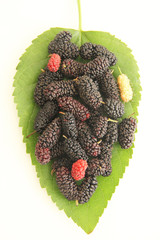 Leaf, blackberry, fruit, São Paulo, Brazil